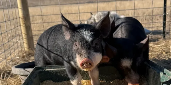 rs=w_600,h_300,cg_true